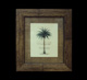 Quadro Cocotier 