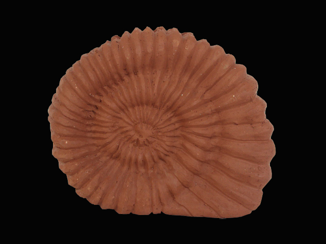 Arandela Caracol