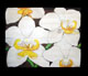 Painel Orquídea 