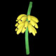 Cacho de Bananas 