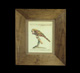 Quadro Papagaio 